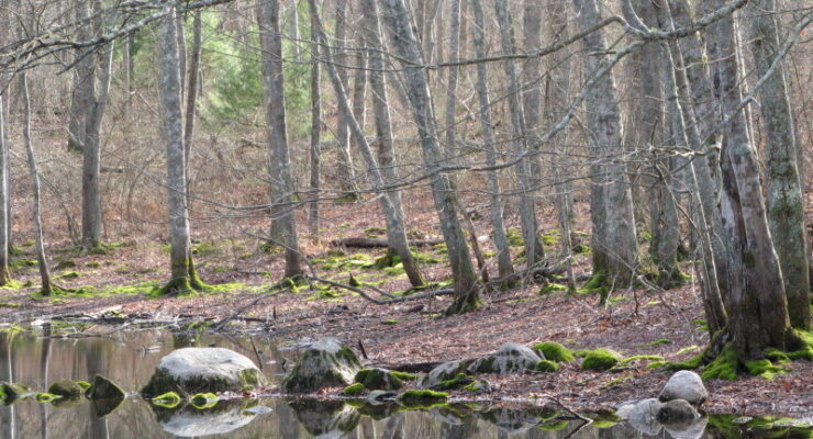 Kettle Pond