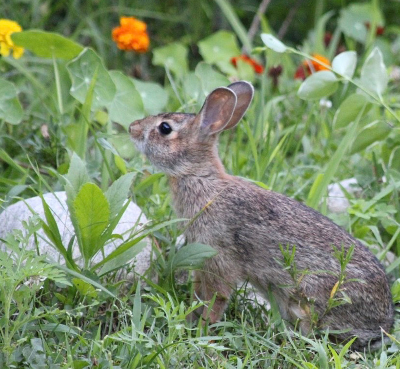 Photo of Cottontail