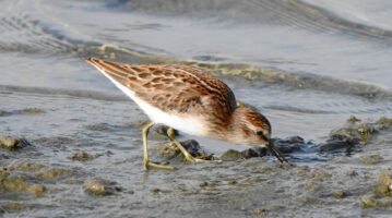 Least Sandpiper-Quonnie Breachway Boat Launch-9Aug24