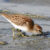 Least Sandpiper-Quonnie Breachway Boat Launch-9Aug24