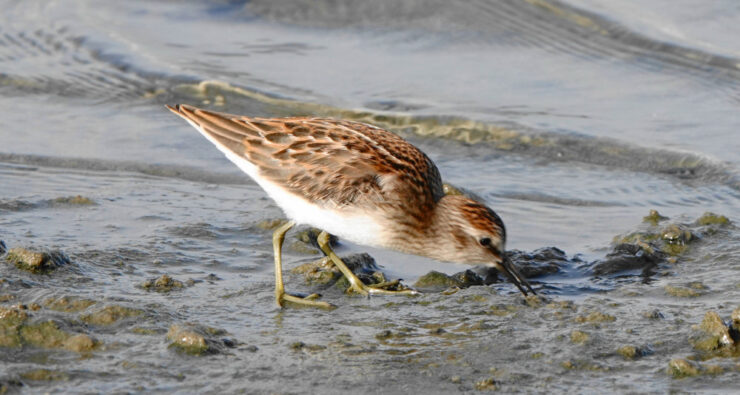 Least Sandpiper-Quonnie Breachway Boat Launch-9Aug24