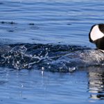 Photo of a Male Hooded Merganser by John Zoldak