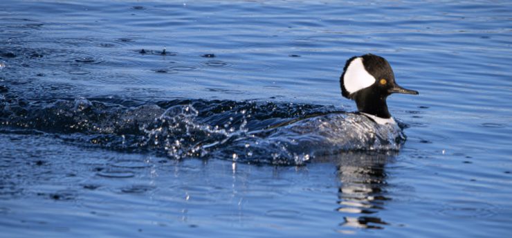 Photo of a Male Hooded Merganser by John Zoldak