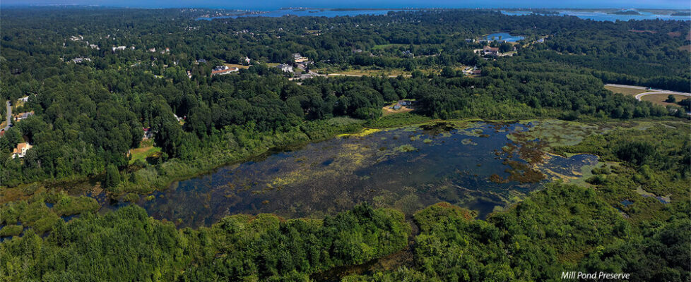 Mill Pond Preserve