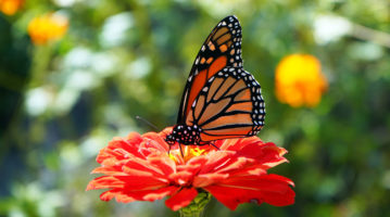 Monarch on Zinnia Monarch on Zinnia
