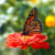 Monarch on Zinnia