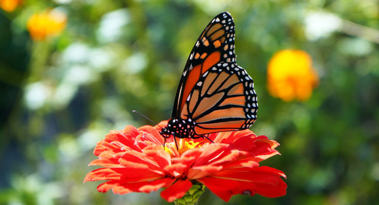 Monarch on Zinnia