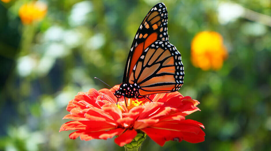 Monarch Butterfly in a Charlestown Garden