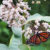 Photo of Monarch and Bee on Milkweed