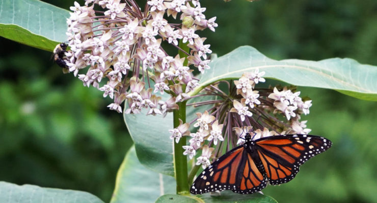 Photo of Monarch and Bee on Milkweed