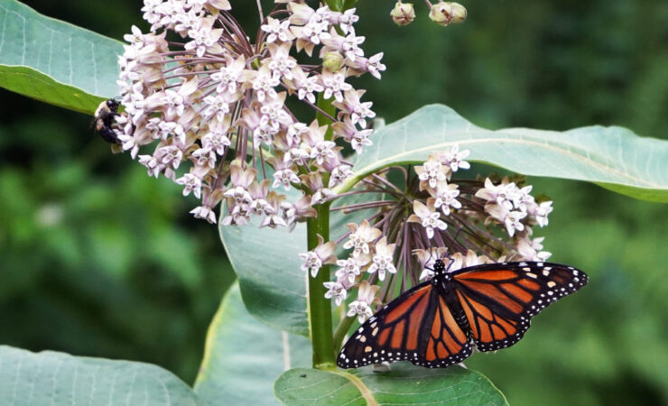 Photo of Monarch and Bee on Milkweed