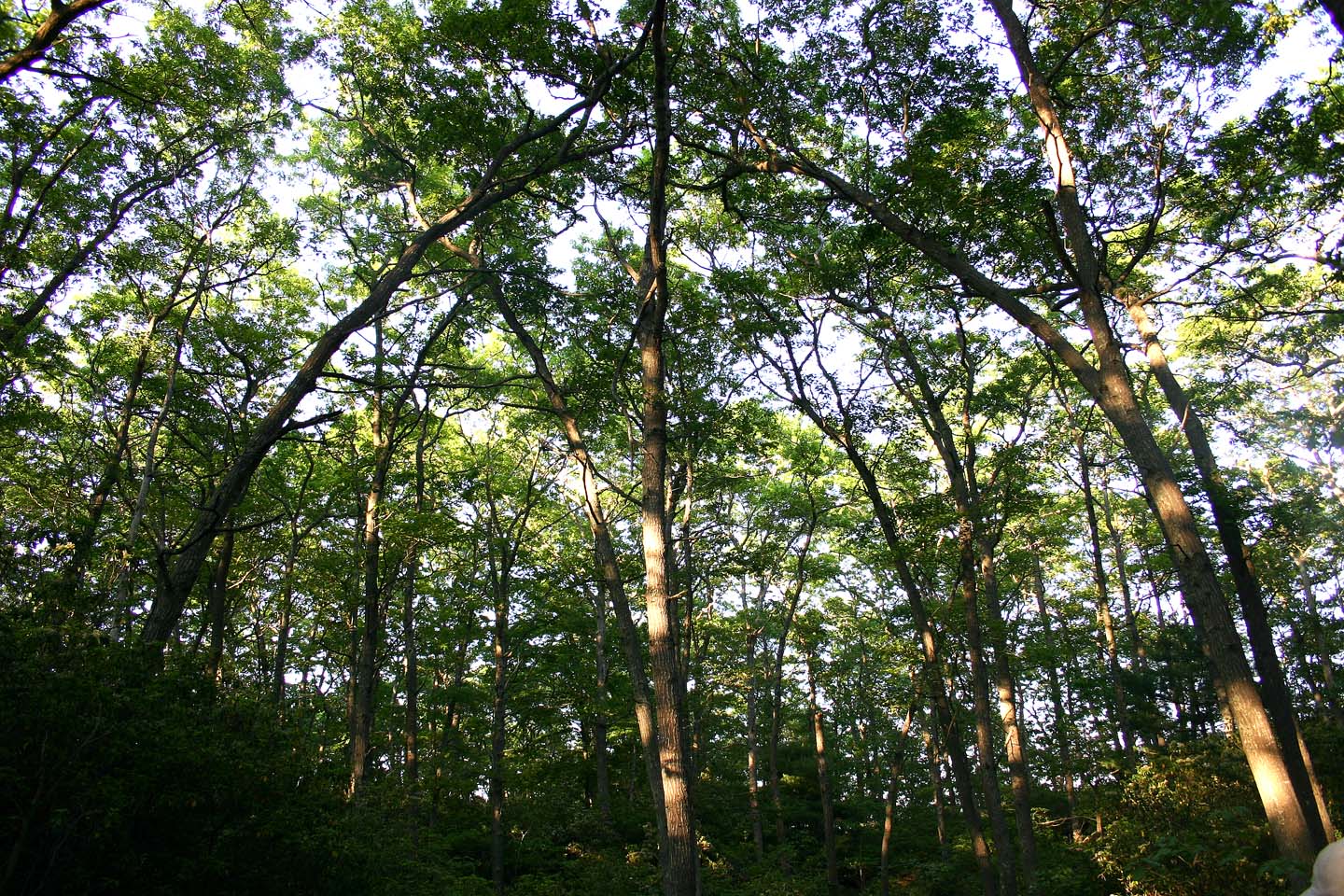 Photos of trees in the Moraine Preserve