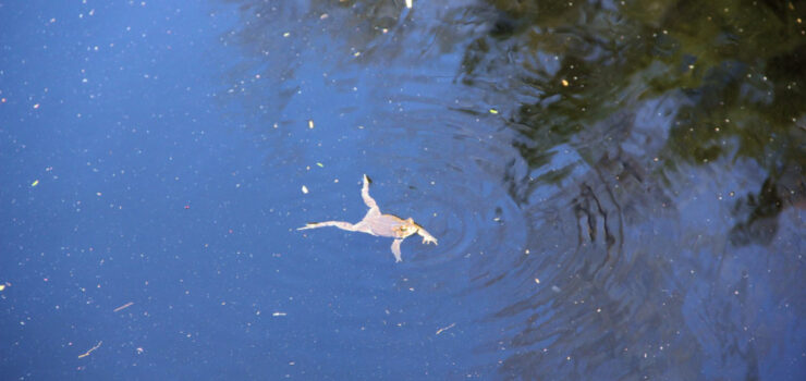 Photo of frog swimming in the Great Swamp