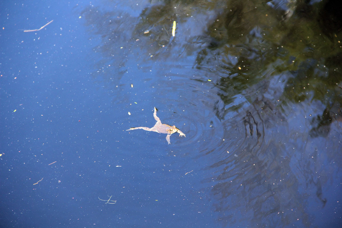 Photo of frog swimming in the Great Swamp