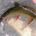 A photograph of a native Brook Trout swimming in water