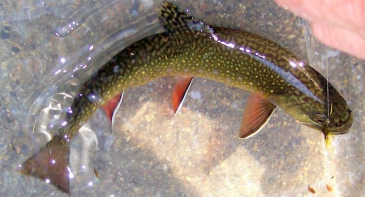 A photograph of a native Brook Trout swimming in water