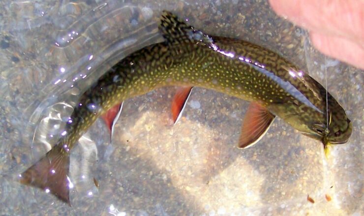 A photograph of a native Brook Trout swimming in water