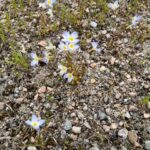 Photo of native Bluets in Ninigret Pavement