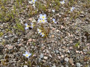 Photo of native Bluets in Ninigret Pavement