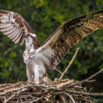 Photo of Osprey by John Zoldak