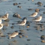 Photo of Sandpipers