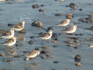 Sandpipers - Frances Topping