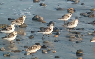Photo of Sandpipers