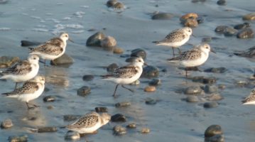 Photo of Sandpipers