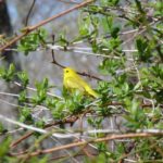 Photo of a Yellow Warbler