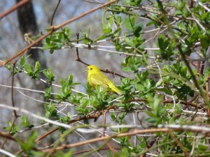 Yellow Warbler - Frances Topping