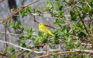 Photo of a Yellow Warbler
