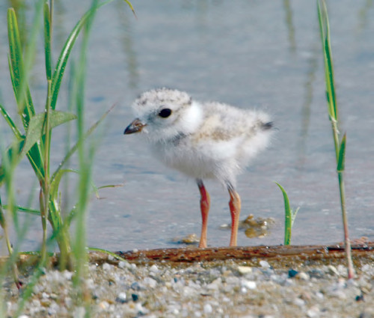 USFWS: The Future For Piping Plovers