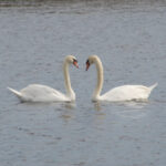 Photo of swans