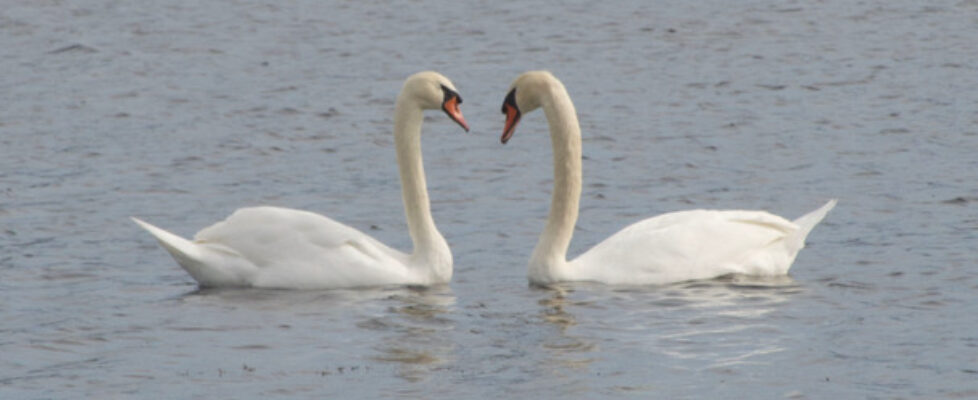 Photo of swans