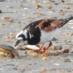 Photo of a Ruddy Turnstone investigating a crab at the Quonochontaug Breachway State Boat Launch by Peter Herstein