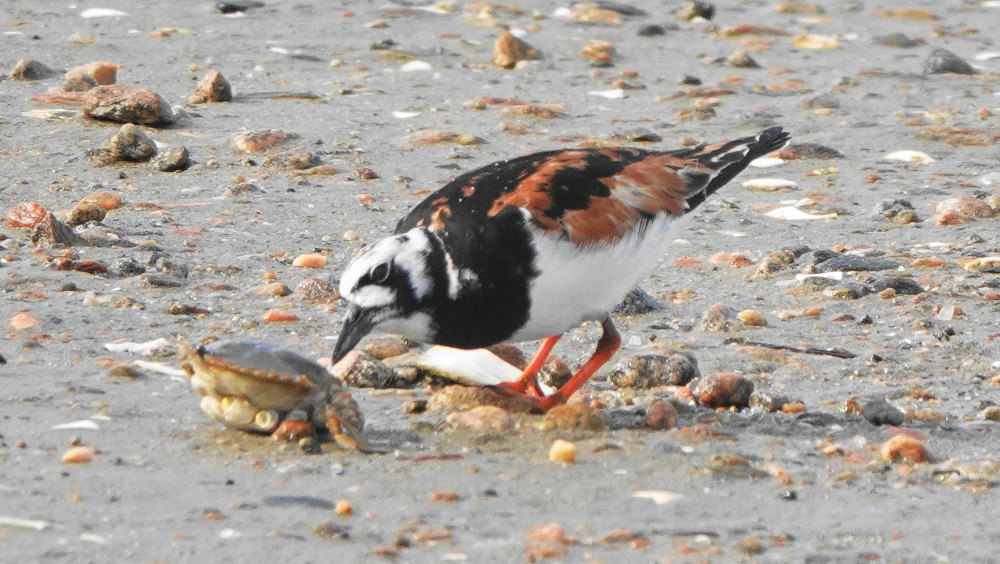 Photo of a Ruddy Turnstone investigating a crab at the Quonochontaug Breachway State Boat Launch by Peter Herstein