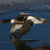Photo of Red Breasted Merganser in flight