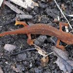 Photograph of a Red Spotted Newt in Charlestown