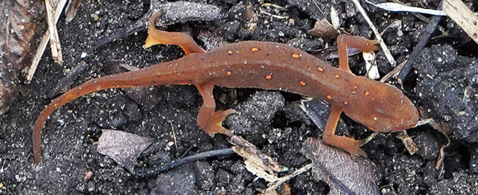 Photograph of a Red Spotted Newt in Charlestown
