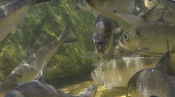 Photo of River Herring