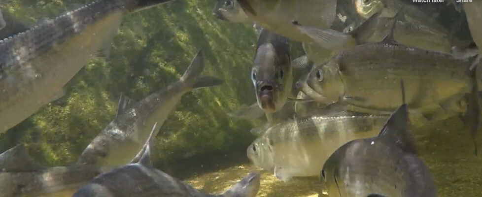 Photo of River Herring