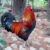 Rooster