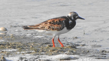 Ruddy Turnstone - Quonnie Breachway Boat Launch