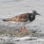 Ruddy Turnstone - Quonnie Breachway Boat Launch