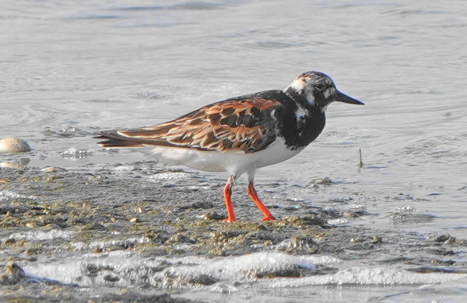 Photo of a Ruddy Turnstone