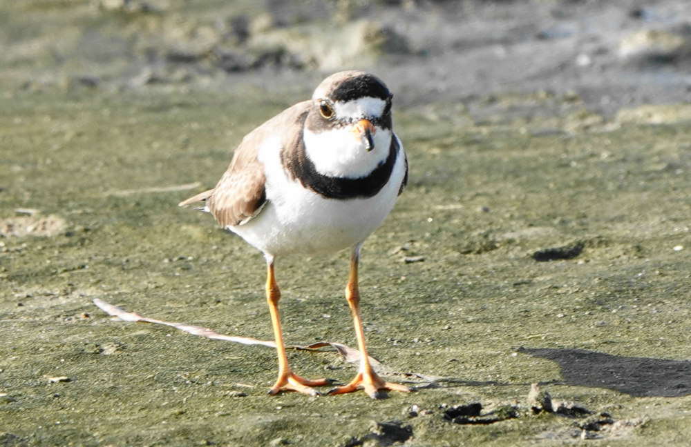 Photo of Semipalmated Plover at the Quonochontaug State Boat Ramp area by Peter Herstein