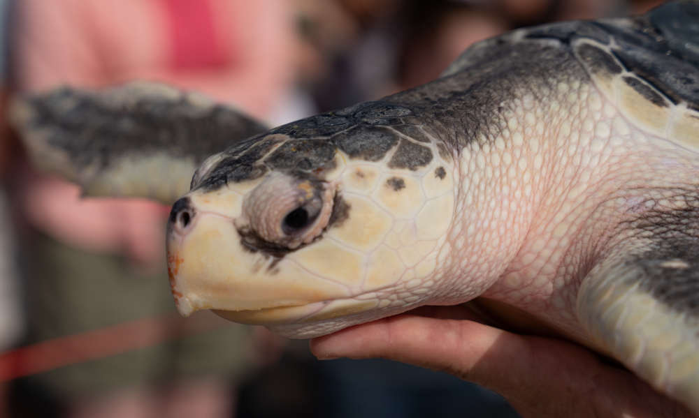 Turtle Thursday Turtle Release Thursday, September 19 at Blue Shutters Beach ...