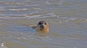 Photo of a released seal