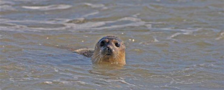 Photo of a released seal