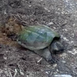 SnappingTurtle